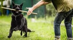 Dog Training in Mumbai

Dog Training in Mumbai: We offer the best home dog training in Mumbai. Mr n Mrs Pet provides pet training services such as dog obedience, behaviour, dog guard, and puppy toilet training.

Visit Us :- https://www.mrnmrspet.com/dogs-training-in-mumbai