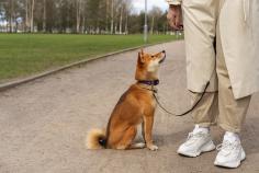 Dog Training in Ahmedabad

Dog Training in Ahmedabad: We offer the best home dog training in Ahmedabad. Mr n Mrs Pet provides pet training services such as dog obedience, behaviour, dog guard, and puppy toilet training.

Visit Us :- https://www.mrnmrspet.com/dogs-training-in-ahmedabad