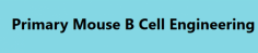 Creative Biolabs is dedicated to developing B cell-based therapy. We have developed optimized strategies to reprogram primary mouse B cells to generate therapeutic antibodies and proteins. Effective transfer and expression of the gene of interest (GOI) is the key step in B cell engineering. 