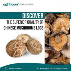 Discover the Superior Quality of Chinese Mushroom Logs!

Always quality matters, whatever it be, so we always have an eye on it. With Chinese Mushroom Logs, you’re investing in top-tier quality that drives higher profits for your business. 

See more: https://www.agrinoon.com/agriculture/chinese-shiitake-mushroom-logs/
