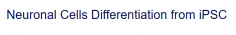 Creative Biolabs offers the most advanced and comprehensive iPSC services for our customers all over the world. With years of experience, scientists at Creative Biolabs now are able to generate the neuronal cells via our iPSC differentiation technology.