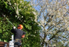 Need expert tree removal in Penrith? Sydney Urban Tree Services provides safe and affordable solutions to maintain your property. Our experienced team ensures efficient removal with minimal disruption. Contact us today for a free quote and trusted service
0406 069 696