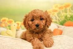 Cavapoo Puppies For Sale In Dehradun	

Are you looking for a healthy and purebred Cavapoo puppy to bring home in Dehradun? Mr & Mrs Pet offers a wide range of Cavapoo puppies for sale in Dehradun at affordable prices. The price of Cavapoo puppies we have ranges from Rs. 80,000 to Rs. 95,000 and the final price is decided based on the health and quality of the puppy. You can select a Cavapoo puppy based on photos, videos and reviews to get the perfect puppy. If you would like to know about prices of other pets in Dehradun, please call us at 7597972222.

Visit here: https://www.mrnmrspet.com/dogs/cavapoo-puppies-for-sale/dehradun
