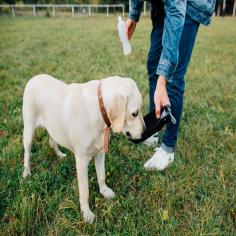 Dog Training in Amritsar

Dog Training in Amritsar: We offer the best home dog training in Amritsar. Mr n Mrs Pet provides pet training services such as dog obedience, behaviour, dog guard, and puppy toilet training.

Visit Us :- https://www.mrnmrspet.com/dogs-training-in-amritsar