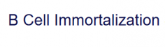 Based on the leading-edge platform and profound knowledge in cell immortalization, the specialized and dedicated team at Creative Biolabs provides world-class solutions for B cell immortalization and helps you obtain the desired results. Our state-of-the-art technologies and highly qualified personnel guarantee that we can deliver maximum quality and flexibility in all phases of the service lifecycle.

