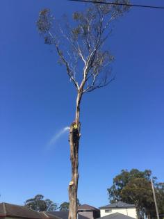 For safe and professional tree cutting Sydney services, trust Ben's Tree and Garden Services. Their skilled team handles tree trimming, removal, and cutting with precision to improve safety and maintain your property’s appearance. They deliver efficient solutions for residential and commercial properties across Sydney with dependable service.