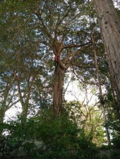 Tree felling Gordon services can help safely remove trees that are damaged, unwanted, or unsuitable for their current location. Arborists NSW provides professional tree removal solutions with careful planning around buildings, gardens, fences, and surrounding areas. Experienced tree work can help manage difficult removals efficiently while keeping the property organised and reducing potential hazards associated with unstable or deteriorating trees.